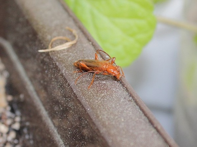 Obrium brunneum &copy; <a href="//commons.wikimedia.org/wiki/User:AfroBrazilian" title="User:AfroBrazilian">AfroBrazilian</a>