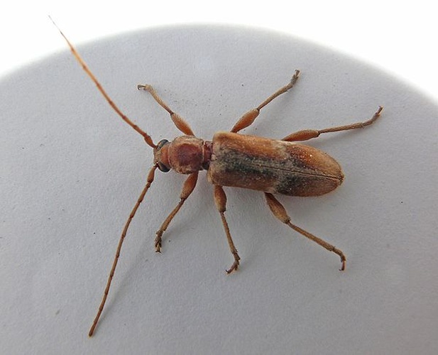 Trichoferus pallidus © <a href="//commons.wikimedia.org/wiki/User:Itu" title="User:Itu">Itu</a>