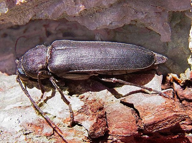 Arhopalus ferus © <a href="//commons.wikimedia.org/wiki/User:Siga" title="User:Siga">Siga</a>