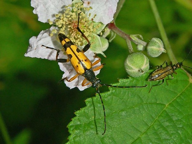 Rutpela maculata © <a href="//commons.wikimedia.org/wiki/User:Hectonichus" title="User:Hectonichus">Hectonichus</a>