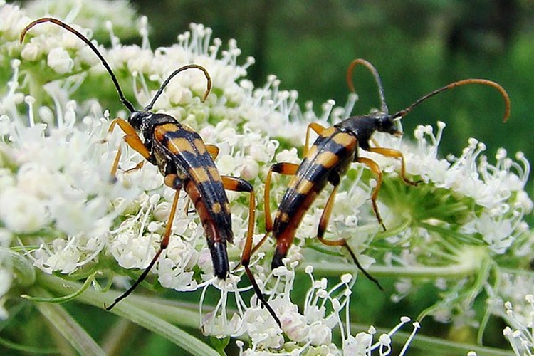 Strangalia attenuata © <a href="//commons.wikimedia.org/wiki/User:Hajotthu" title="User:Hajotthu">Hajotthu</a>