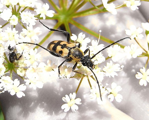 Pachytodes erraticus © <a href="//commons.wikimedia.org/wiki/User:Siga" title="User:Siga">Siga</a>