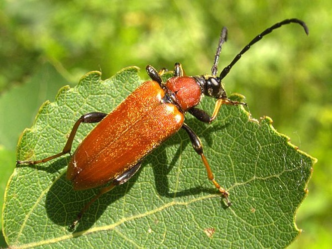 Stictoleptura rubra © <a href="//commons.wikimedia.org/wiki/User:XN" title="User:XN">Guido Gerding</a>