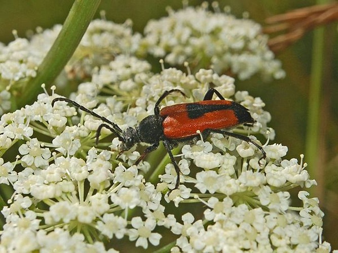 Stictoleptura cordigera © <a href="//commons.wikimedia.org/wiki/User:Hectonichus" title="User:Hectonichus">Hectonichus</a>