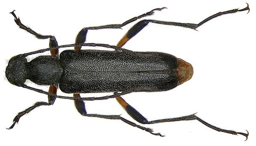 Grammoptera abdominalis &copy; <a rel="nofollow" class="external text" href="https://www.flickr.com/people/30703260@N08">Udo Schmidt</a> from Deutschland