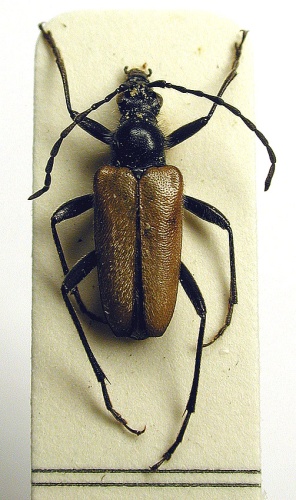 Acmaeops pratensis &copy; M. Virtala