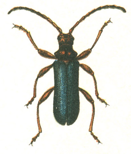 Rhamnusium bicolor © G.G. Yakobson