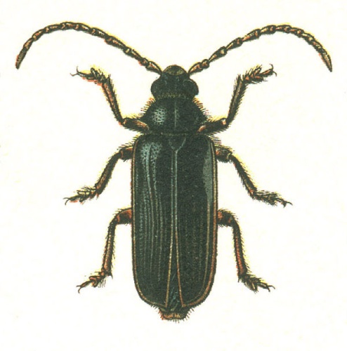 Tragosoma depsarium © G.G. Yakobson