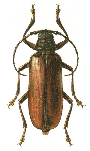 Prinobius myardi © see in description