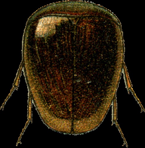 Calyptomerus alpestris © Georgiy Jacobson