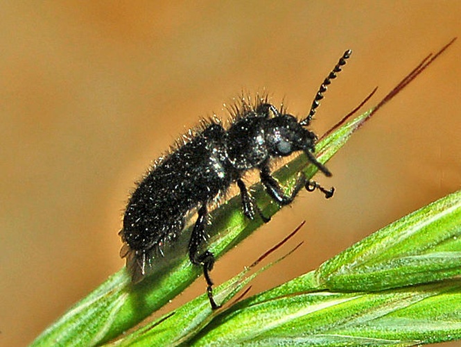 Enicopus pilosus &copy; <a href="//commons.wikimedia.org/wiki/User:Hectonichus" title="User:Hectonichus">Hectonichus</a>