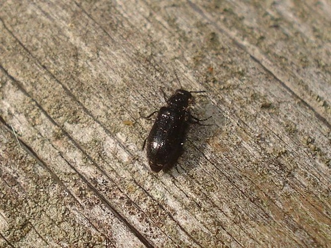 Dasytes niger © <a href="//commons.wikimedia.org/wiki/User:Sanja565658" title="User:Sanja565658">Sanja565658</a>