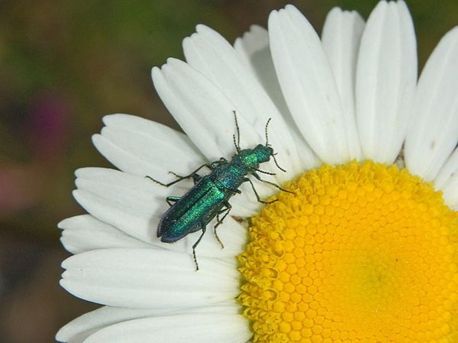 Psilothrix viridicoerulea &copy; <a href="//commons.wikimedia.org/wiki/User:Hectonichus" title="User:Hectonichus">Hectonichus</a>