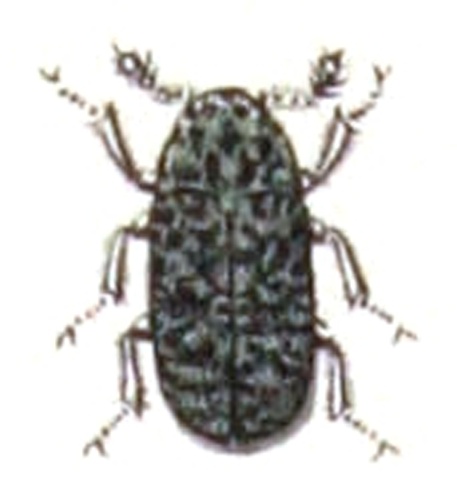 Dermestes laniarius © <bdi><a href="https://www.wikidata.org/wiki/Q18508143" class="extiw" title="d:Q18508143">Emil Hochdanz</a>
</bdi>