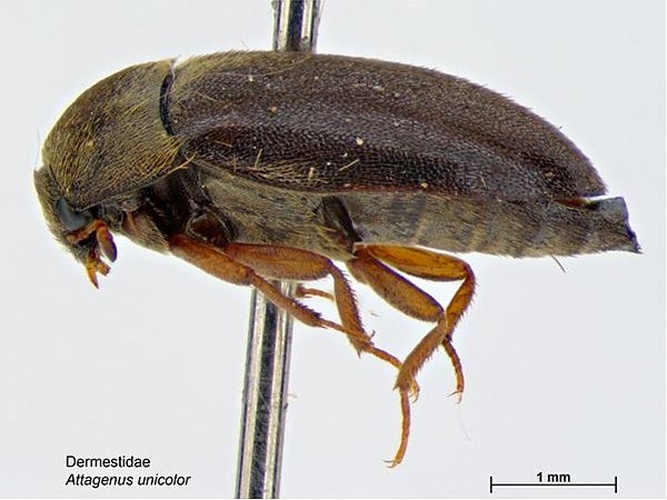 Black carpet beetle © Caroline Harding, MAF