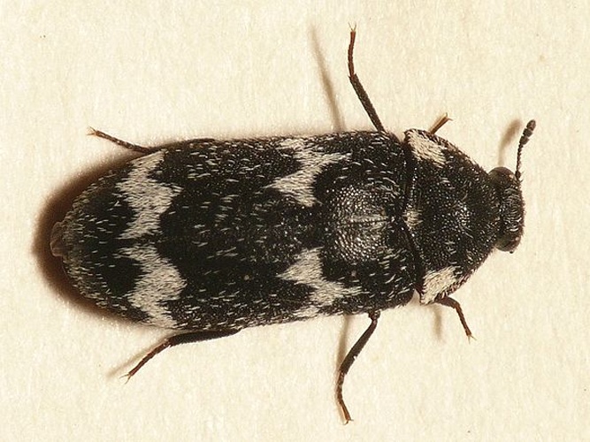 Megatoma undata © <table style="width:100%; border:1px solid #aaa; background:#efd; text-align:center"><tbody><tr>
<td>
<a href="//commons.wikimedia.org/wiki/File:Aspitates_ochrearia.jpg" class="image"><img alt="Aspitates ochrearia.jpg" src="https://upload.wikimedia.org/wikipedia/commons/thumb/b/bc/Aspitates_ochrearia.jpg/55px-Aspitates_ochrearia.jpg" decoding="async" width="55" height="41" srcset="https://upload.wikimedia.org/wikipedia/commons/thumb/b/bc/Aspitates_ochrearia.jpg/83px-Aspitates_ochrearia.jpg 1.5x, https://upload.wikimedia.org/wikipedia/commons/thumb/b/bc/Aspitates_ochrearia.jpg/110px-Aspitates_ochrearia.jpg 2x" data-file-width="800" data-file-height="600"></a>
</td>
<td>This image is created by user <a rel="nofollow" class="external text" href="http://waarneming.nl/user/photos/19474">Dick Belgers</a> at <a rel="nofollow" class="external text" href="http://waarneming.nl/">waarneming.nl</a>, a source of nature observations in the Netherlands.
</td>
</tr></tbody></table>