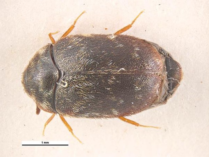 Trogoderma glabrum © Simon Hinkley &amp; Ken Walker, Museum Victoria