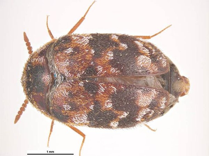 Trogoderma versicolor © Simon Hinkley &amp; Ken Walker, Museum Victoria