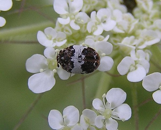 Anthrenus munroi &copy; <a href="//commons.wikimedia.org/wiki/User:GlassOWater" title="User:GlassOWater">Nir Ofir</a>