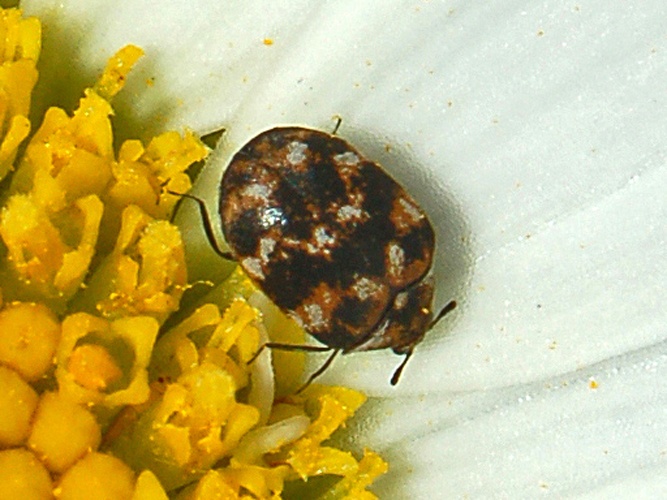 varied carpet beetle &copy; <a href="//commons.wikimedia.org/wiki/User:Hectonichus" title="User:Hectonichus">Hectonichus</a>