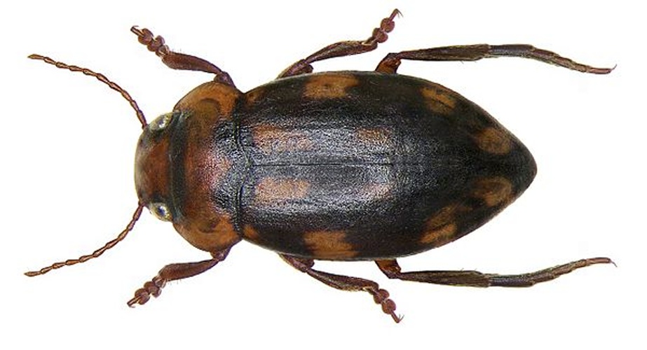 Stictotarsus duodecimpustulatus © <a rel="nofollow" class="external text" href="https://www.flickr.com/people/30703260@N08">Udo Schmidt</a>