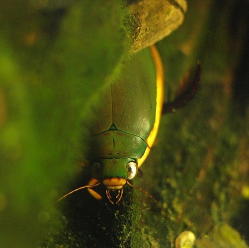 Cybister tripunctatus © <a href="//commons.wikimedia.org/wiki/User:OpenCage" class="mw-redirect" title="User:OpenCage">OpenCage</a>