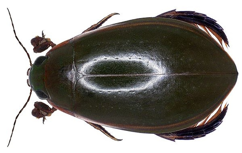 Cybister lateralimarginalis © <a rel="nofollow" class="external text" href="https://www.flickr.com/people/30703260@N08">Udo Schmidt</a>