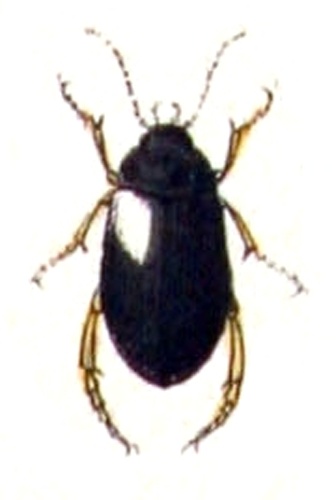 Rhantus grapii © <bdi><a href="https://www.wikidata.org/wiki/Q18508143" class="extiw" title="d:Q18508143">Emil Hochdanz</a>
</bdi>