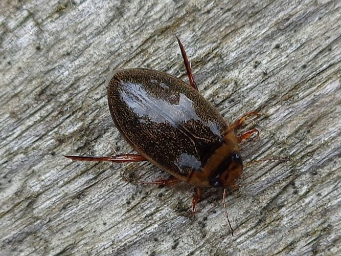 Rhantus exsoletus &copy; <a href="//commons.wikimedia.org/wiki/User:AfroBrazilian" title="User:AfroBrazilian">AfroBrazilian</a>