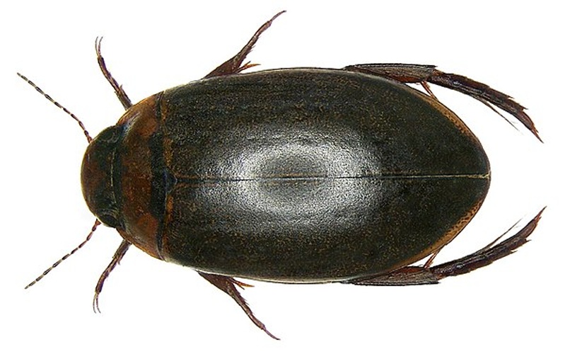 Rhantus suturellus &copy; <a rel="nofollow" class="external text" href="https://www.flickr.com/people/30703260@N08">Udo Schmidt</a>