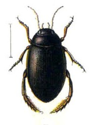 Ilybius chalconatus © 