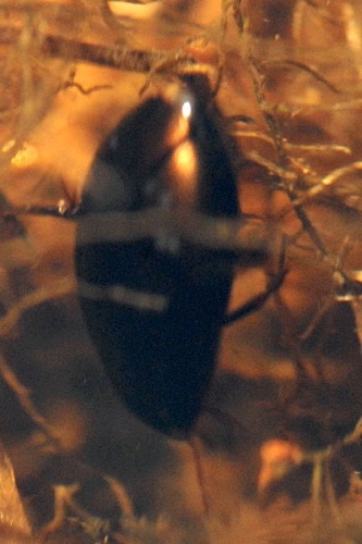 Ilybius montanus © James K. Lindsey