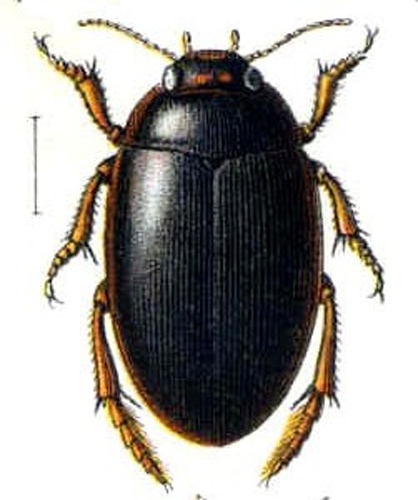 Agabus uliginosus © 