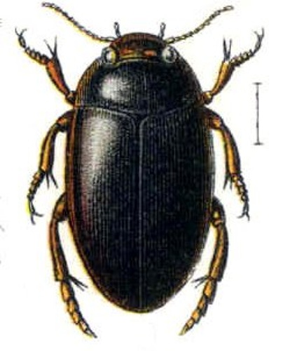 Agabus affinis © 