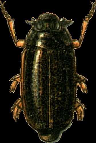 Gyrinus caspius &copy; Georgiy Jacobson