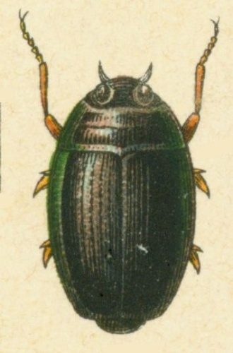 Gyrinus urinator © <bdi><a href="https://en.wikipedia.org/wiki/en:Edmund_Reitter" class="extiw" title="w:en:Edmund Reitter">Edmund Reitter</a>
</bdi>