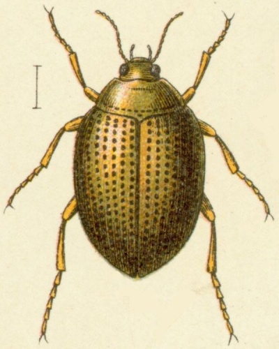 Peltodytes rotundatus &copy; <bdi><a href="https://en.wikipedia.org/wiki/en:Edmund_Reitter" class="extiw" title="w:en:Edmund Reitter">Edmund Reitter</a>
</bdi>