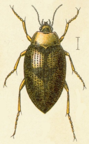 Haliplus fluviatilis © <bdi><a href="https://en.wikipedia.org/wiki/en:Edmund_Reitter" class="extiw" title="w:en:Edmund Reitter">Edmund Reitter</a>
</bdi>