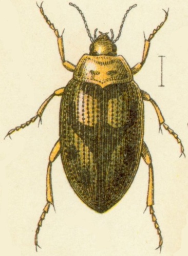 Haliplus laminatus &copy; <bdi><a href="https://en.wikipedia.org/wiki/en:Edmund_Reitter" class="extiw" title="w:en:Edmund Reitter">Edmund Reitter</a>
</bdi>