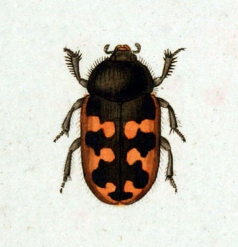 Heterocerus marginatus &copy; Panzer