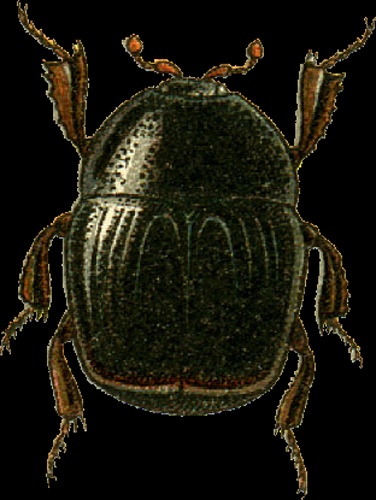 Gnathoncus rotundatus &copy; Georgiy Jacobson