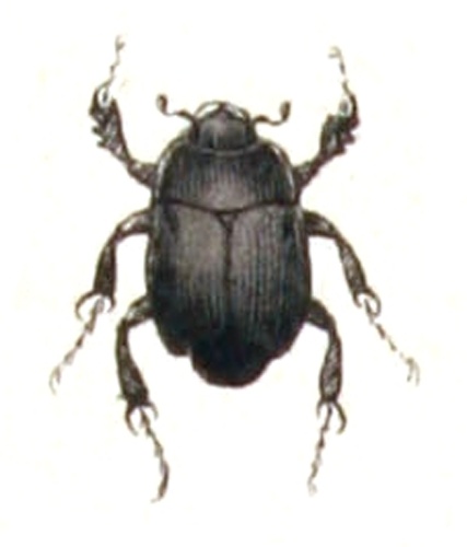 Dendrophilus punctatus © <bdi><a href="https://www.wikidata.org/wiki/Q18508143" class="extiw" title="d:Q18508143">Emil Hochdanz</a>
</bdi>