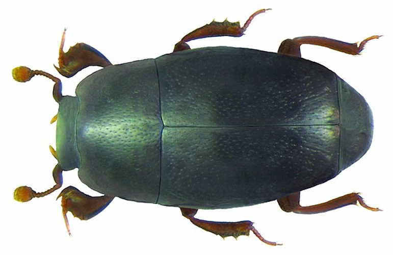 Paromalus flavicornis © <a rel="nofollow" class="external text" href="https://www.flickr.com/people/30703260@N08">Udo Schmidt</a> from Deutschland