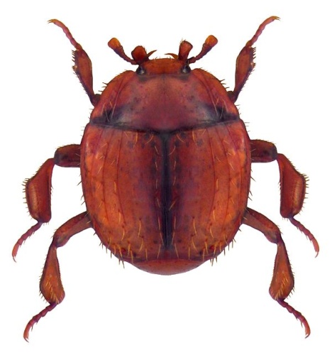 Haeterius ferrugineus © <a rel="nofollow" class="external text" href="https://www.flickr.com/people/30703260@N08">Udo Schmidt</a> from Deutschland