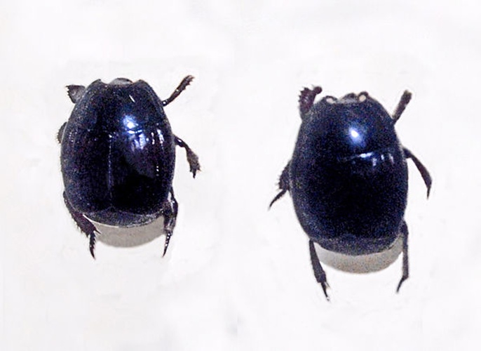 Margarinotus brunneus &copy; <a href="//commons.wikimedia.org/wiki/User:Hectonichus" title="User:Hectonichus">Hectonichus</a>