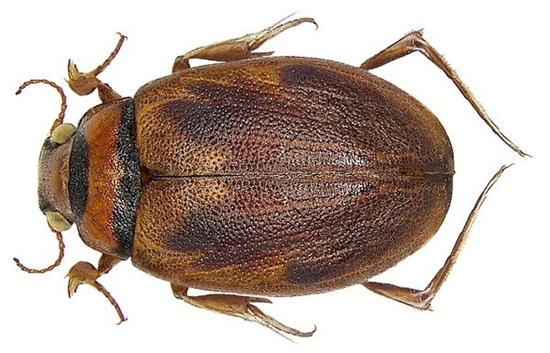 Hygrobia hermanni &copy; <a rel="nofollow" class="external text" href="https://www.flickr.com/people/30703260@N08">Udo Schmidt</a>