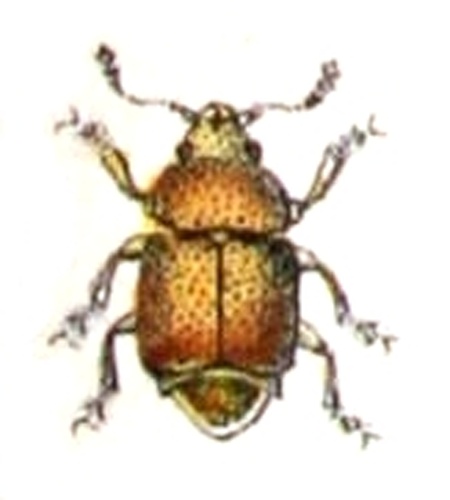 Kateretes pedicularius &copy; <bdi><a href="https://www.wikidata.org/wiki/Q18508143" class="extiw" title="d:Q18508143">Emil Hochdanz</a>
</bdi>