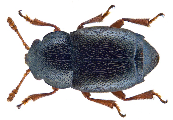 Kateretes rufilabris &copy; <a rel="nofollow" class="external text" href="https://www.flickr.com/people/30703260@N08">Udo Schmidt</a> from Deutschland