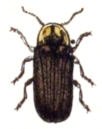 Lamprohiza splendidula &copy; <bdi><a href="https://www.wikidata.org/wiki/Q18508143" class="extiw" title="d:Q18508143">Emil Hochdanz</a>
</bdi>