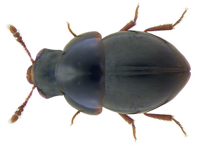 Agathidium atrum © <a rel="nofollow" class="external text" href="https://www.flickr.com/people/30703260@N08">Udo Schmidt</a> from Deutschland